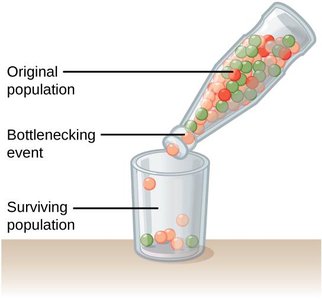 Genetic drift: Bottleneck effect