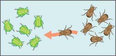 Gene flow: Mixing of populations