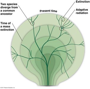 Evolutionary tree: Divergence, extinction, and adaptive radiation