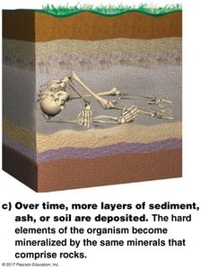 Fossilization: Mineralization over time