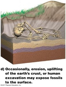 Fossilization: Exposure by erosion or excavation