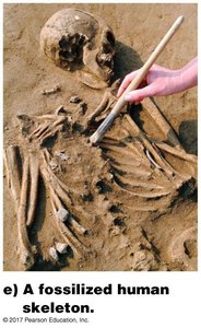 Fossilized human skeleton