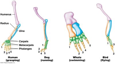 Homologous structures: Human arm, dog leg, whale flipper, bird wing