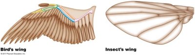 Analogous structures: Bird wing and insect wing