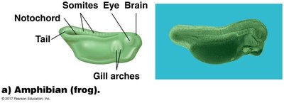 Embryology: Amphibian (frog) embryo