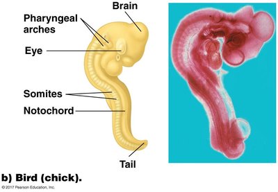 Embryology: Bird (chick) embryo
