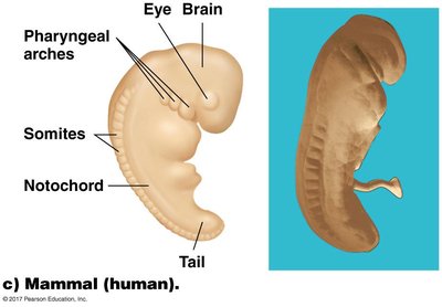 Embryology: Mammal (human) embryo