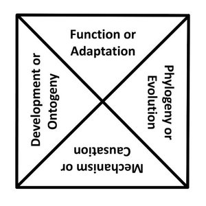 Diagram of Tinbergen's Four Questions