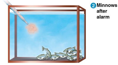 Minnows displaying escape response after alarm cue