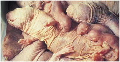Naked mole rats exhibit eusociality