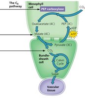 C4 pathway diagram showing mesophyll and bundle-sheath cells, PEP carboxylase, and Calvin cycle