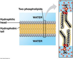 Phospholipid bilayer structure with hydrophilic heads and hydrophobic tails