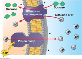 Proton pump and cotransport in plant cells