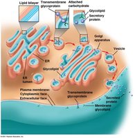 Synthesis and sidedness of membranes