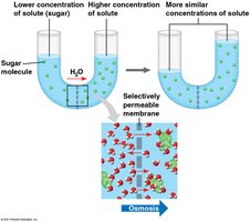 Osmosis across a selectively permeable membrane