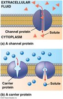 Channel and carrier proteins in facilitated diffusion