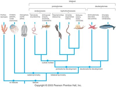 Phylogenetic tree of major animal phyla