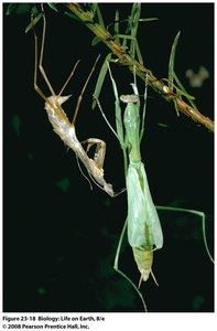 Molting of a praying mantis