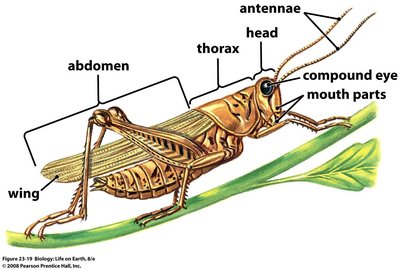 Insect body regions