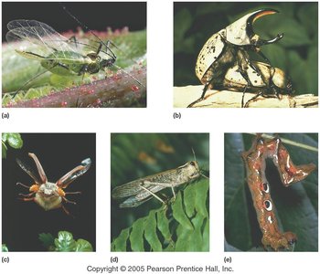 Examples of insect diversity