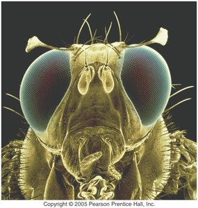 Compound eye of a house fly