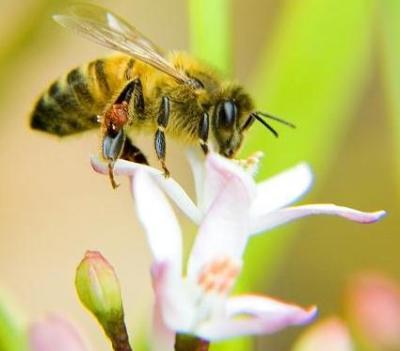 Bee pollinating a flower