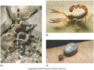Examples of arachnids: tarantula, scorpion, tick