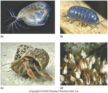 Examples of crustaceans: waterflea, sowbug, hermit crab, barnacle