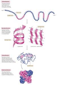 Protein structure levels