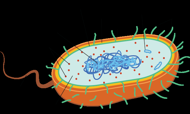 Bacteria under microscope