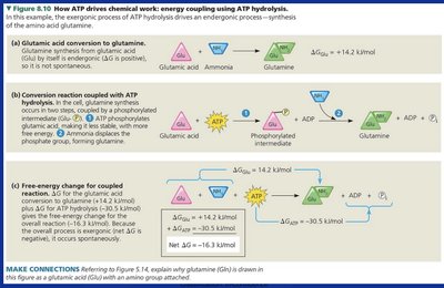 How ATP drives chemical work: energy coupling using ATP hydrolysis