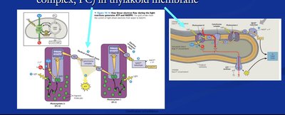 Electron flow and thylakoid membrane