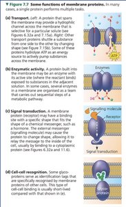 Functions of membrane proteins