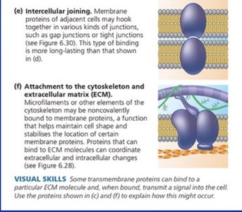 Intercellular joining and ECM attachment