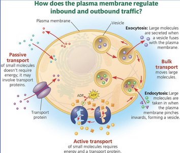 Plasma membrane transport mechanisms (duplicate)