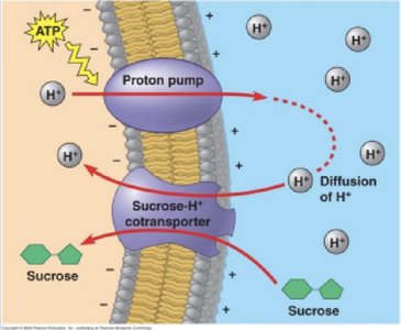Plasma membrane transport mechanisms (duplicate)