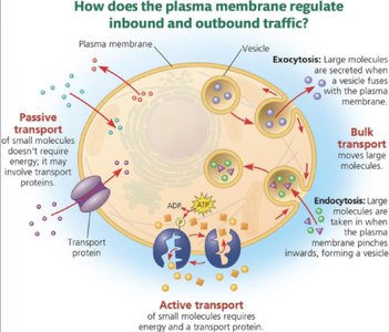 Selective permeability of the lipid bilayer