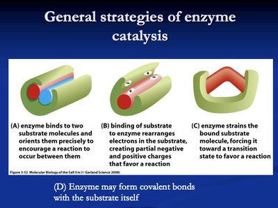 General strategies of enzyme catalysis