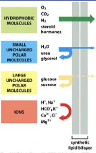 Action potential conduction