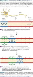 Neuron structure and signaling