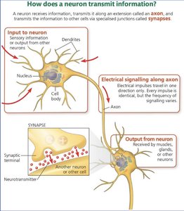 Voltage-gated ion channels and action potential