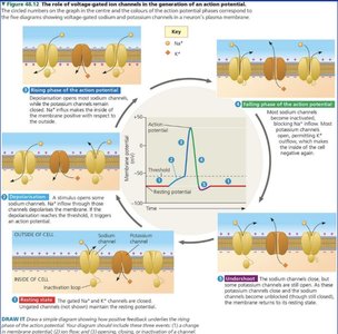 Neuron synaptic transmission