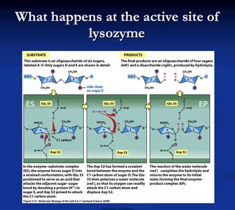 What happens at the active site of lysozyme