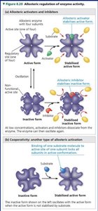Allosteric regulation of enzyme activity
