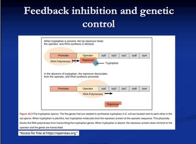 Feedback inhibition and genetic control