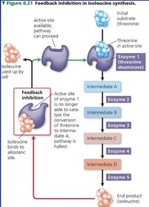 Feedback inhibition in isoleucine synthesis