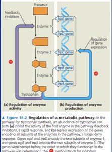 Regulation of a metabolic pathway