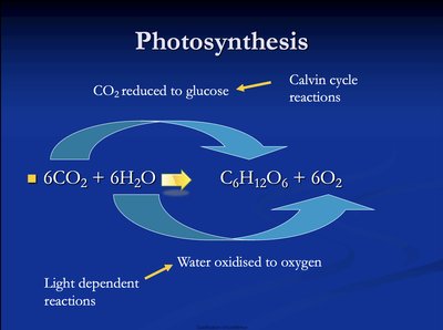 Photosynthesis overview