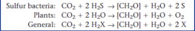Photosynthesis equations for different organisms