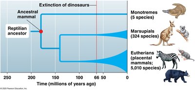 Phylogeny of mammals after dinosaur extinction